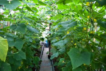 Growing vegetables in greenhouses