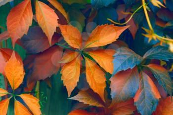 Natural background: leaves of bright colors