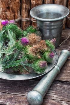 Bright prickly Thistle buds collected for medicinal purposes in the iron bowl with mortar and pestle.Photo tinted.
