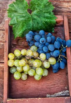 bunches of ripe grapes of the two varieties in wooden box