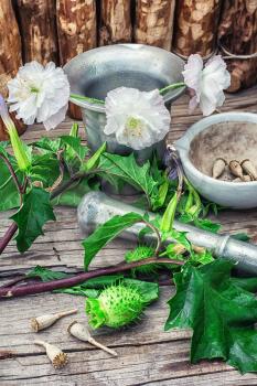 Stems of herbaceous medicinal plants genus Datura Nightshade family with poppy seeds on the background mortar with pestle.Selective focus