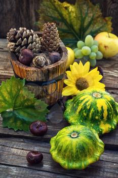 autumn harvest squash on the background of wooden tubs with cones strewn foliage.