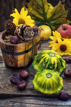 autumn harvest squash on the background of wooden tubs with cones strewn foliage.