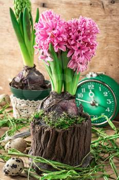 blossoming flower of hyacinth in  pot decorated with moss, in bright sunlight