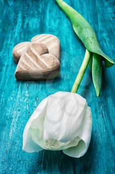 symbolic wooden heart on the background of one white tulip