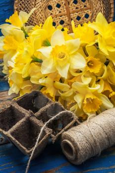 blooming daffodils,peat pots,secateurs on wooden background.Selective focus