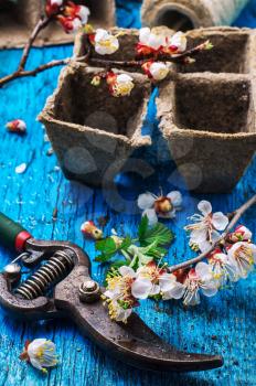 garden tools amid flowering branches spring apricot 