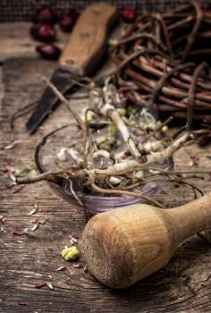 medicinal herbs and roots in dried form,as means of alternative medicine.Selective focus