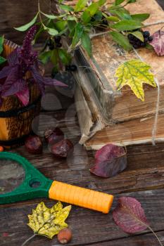 Autumn still life with autumn leaves,old books and wooden bucket