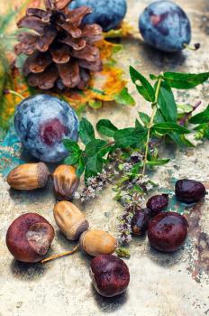 Empty autumn pinecone,acorns and chestnuts on metal surface