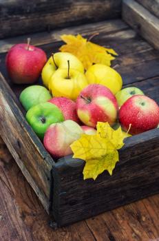 The autumn harvest of apples in an old wooden box