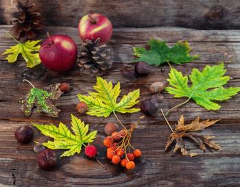 Fallen autumn leaves,chestnuts and acorns on an archaic wooden background