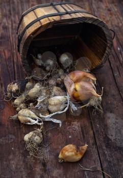 Bulbs of plants on the background of wooden tubs in  rural style.