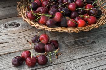 Ripe cherries on wooden background in a wicker basket