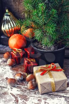 Christmas tree in a pot on background of oranges and boxes of gifts.