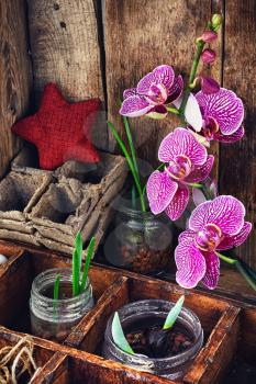 Germinated seeds of flowers against the bright purple blooming branch orchids