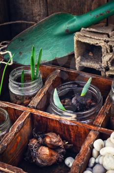 Sprouts germinated plants in spring in a stylish wooden box