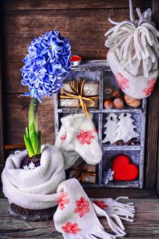 Blooming hyacinth wrapped in a warm scarf on the background of Christmas decorations