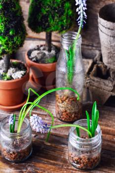flowering plants hyacinths,sprouted in glass jars with drainage