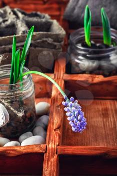 Blooming hyacinth and spring seedlings in a wooden box rustic