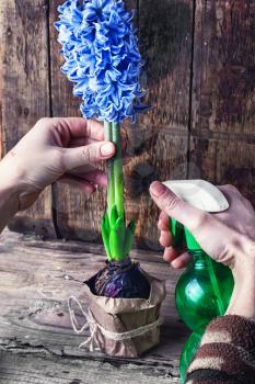 Hand with spray bottle for watering hyacinth