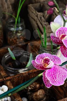 seedlings of spring flowering plants and orchids in wooden box