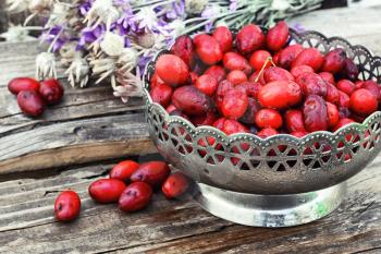 Harvest ripe berries of dogwood in stylish vase