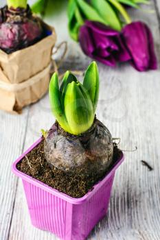 bulbs of hyacinth and tulips on a light background, prepared for transplantation in the spring