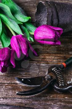 Still life with fresh cut spring tulips on a vintage wooden background with shears.