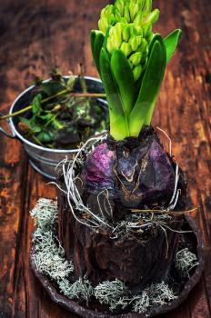 Young sprout pretty hyacinth on wooden background