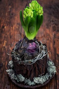 Young sprout pretty hyacinth on wooden background