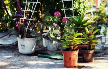 Transplant and care for house plants in spring
