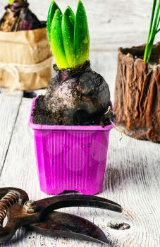 Young germinating hyacinth in plastic pot filled with peat