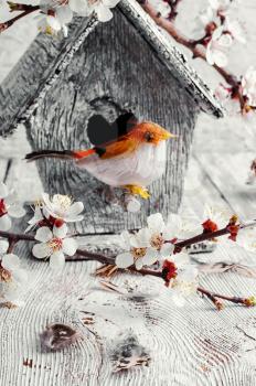 Symbolic bird at the birdhouse in the branches of a blossoming apricot