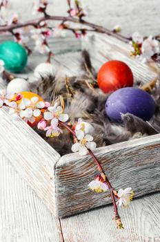 Easter decoration with painted chicken eggs in a wooden box with feathers and blossoming tree branches