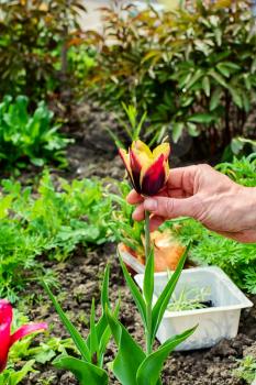 hand of the gardener on the background of rare flower varieties in the garden