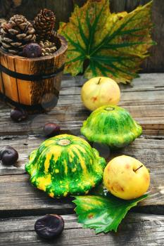 Harvest of squashes,autumn conker and cones on wooden background