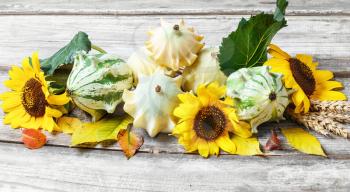 Autumn still life with squash,sunflowers and fallen autumn leaves