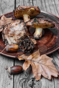 Plate collected in the forest boletus mushrooms on a wooden background