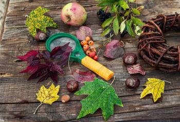 Magnifier and autumn foliage and plants on wooden table