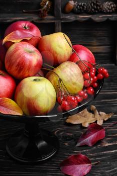 Harvest of juicy autumn apples in vase for fruits