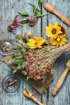 set of collected herbs and flowers for medicinal purposes