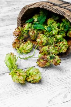 Twig beer hops and seed in the wooden tub