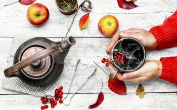 Hot cup of autumn tea with berries in his hands.Still life with kettle,berries and apple