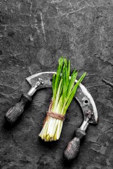Bunch wild garlic and retro knife on dark background