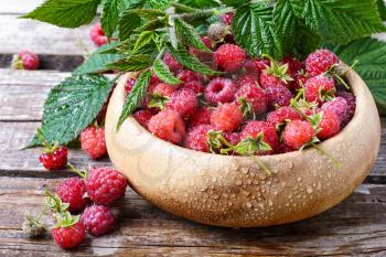 Summer crop of berries ripe raspberries in wooden bowl
