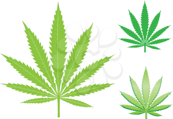 green hemp, cannabis leaf isolated on the white background