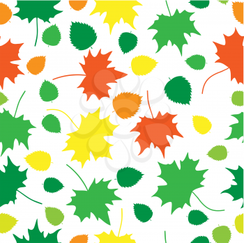 Beautiful autumn oak and maple leaves texture on white background