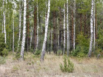 The birch grove, beautiful wild nature landscape