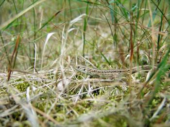 The forest lizard on the land with grass, macro photography